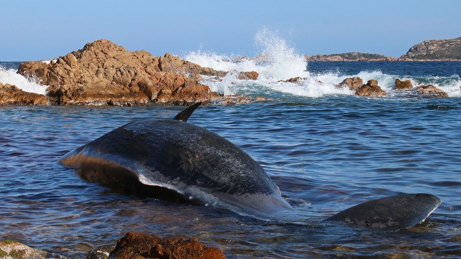 dead_whale_sardina_01 (1)